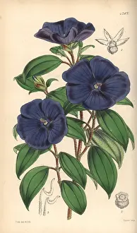 Elegans: Elegant pleroma, Pleroma elegans