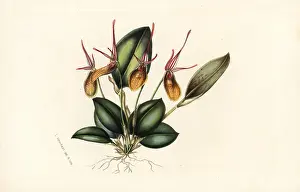 Elegans: Elegant restrepia orchid, Restrepia elegans