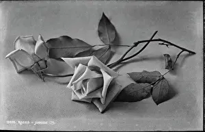 Elegant Roses