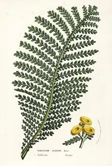 Elegans: Elegant tansy, Tanacetum elegans