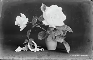 Horseshoe: Elegant White Roses