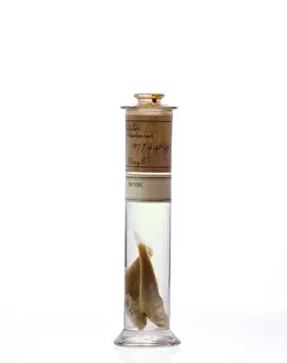 Elasmobranch: Eleginops maclovinus, rock cod