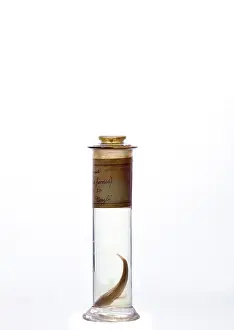 Elasmobranch: Eleginops maclovinus, rock cod