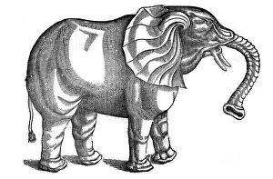 Entymology: Elephant