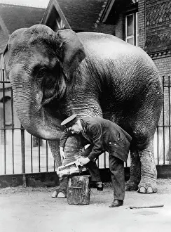 Saws: Elephant