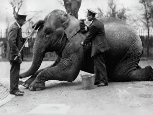 Scrubbed: Elephant