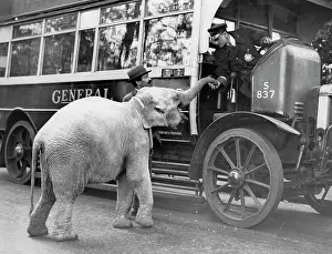 Omnibuses: Elephant