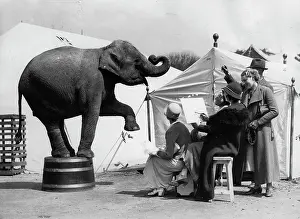 Circuses: Elephant