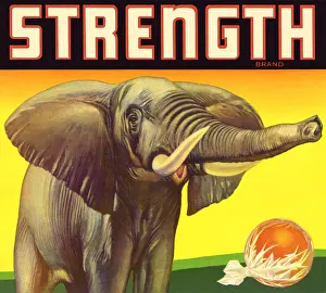 Tusks: Elephant