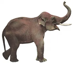 Raises: Elephant