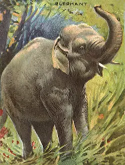 Pacaderm: Elephant