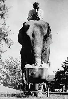 Juli: Elephant ANNA MAY from the Los Angeles