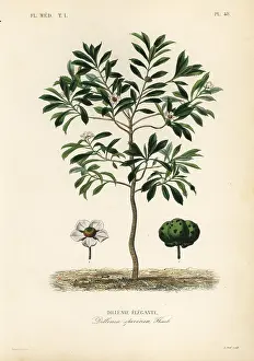 Speciosa: Elephant apple or chulta, Dillenia indica
