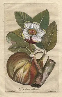 Cesare Majoli: Elephant apple, Dillenia indica