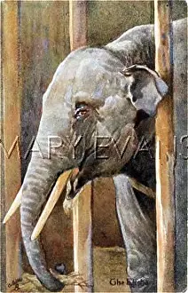 Poking: ELEPHANT/BARS 1906