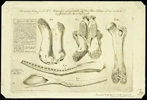 Femur: Elephant bones
