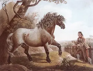 Equines: Elephant, a Cart Horse