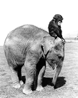 Chimp: Elephant and Chimp