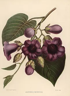 Ninian: Elephant creeper, Argyreia nervosa