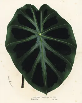 Colocasia: Elephant ear, Colocasia affinis