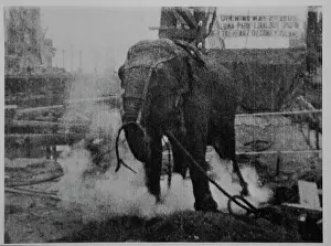 Topsy: Elephant - Electrocution - Coney Island