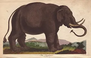 Sibly: Elephant, Elephas maximus