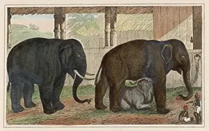 Suckling: ELEPHANT FAMILY