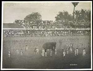 Baroda: ELEPHANT FIGHT/BARODA