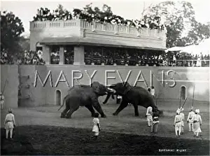 Baroda: ELEPHANT FIGHT/BARODA