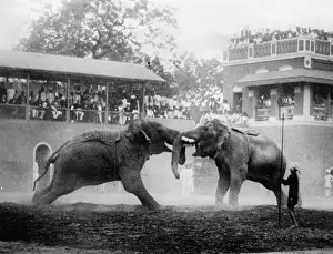 Princely: Elephant fight in India. In Baroda