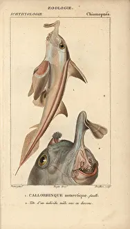 Jussieus: Elephant fish, Callorhinchus callorynchus