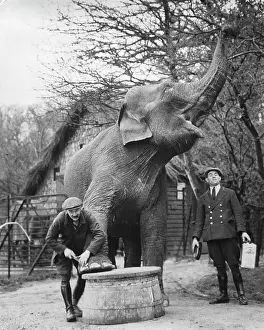 Pedicure: An elephant is getting a pedicure