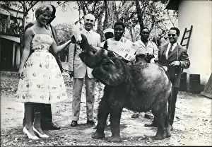 Brazzaville: Elephant gift from Congo to President Eisenhower