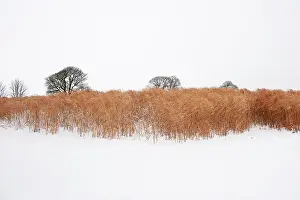 Arable: Elephant grass in snow