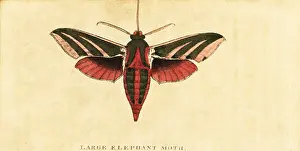Moses Harris: Elephant hawk moth, Deilephila elpenor