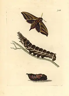 Hawkmoth: Elephant hawkmoth, Deilephia elpenor
