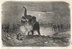Trampled: ELEPHANT HUNT (DORE)