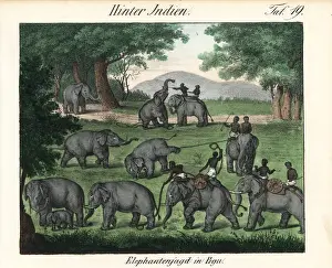 Pegu: Elephant hunting in Pegu (Bago) in Burma
