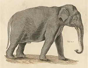 C1930: Elephant - Indian circa 1930
