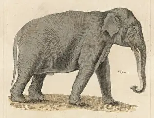 C1930: Elephant - Indian circa 1930