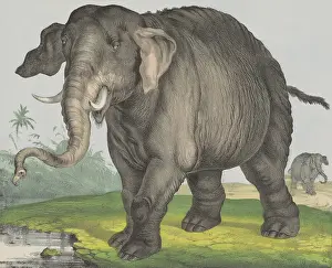 Bstp1601: Elephant by Jos. Scholz