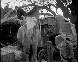 Bailing: Elephant Loading Hay Into A Bailing Machine on a Farm