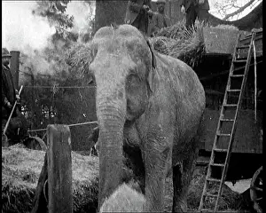 Bailing: Elephant Loading Hay Into A Bailing Machine on a Farm