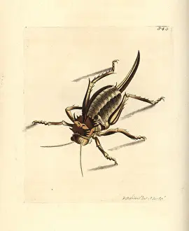 Gryllus: Elephant locust, Pamphagus elephas