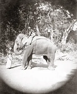 Mahout: Elephant and mahout, India, c.1890's