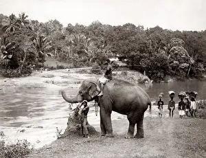 Mahout: Elephant and mahout river, Ceylon (Sri Lanka), c.1880's