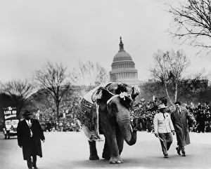 Inaugurations: Elephant marching in the Eisenhower Inaugural Parade