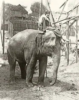 Obedience: Elephant with someone on his mind