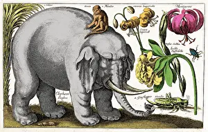 Hollar: Elephant, Monkey, Flowers, Insects, 1663