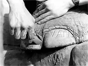 Pedicure: ELEPHANT PEDICURE